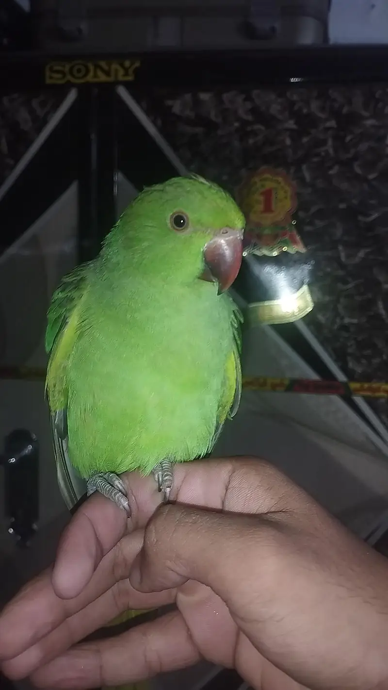 ringneck hand tamed age 4 month fully hand tamed no bite all okay — photo 3