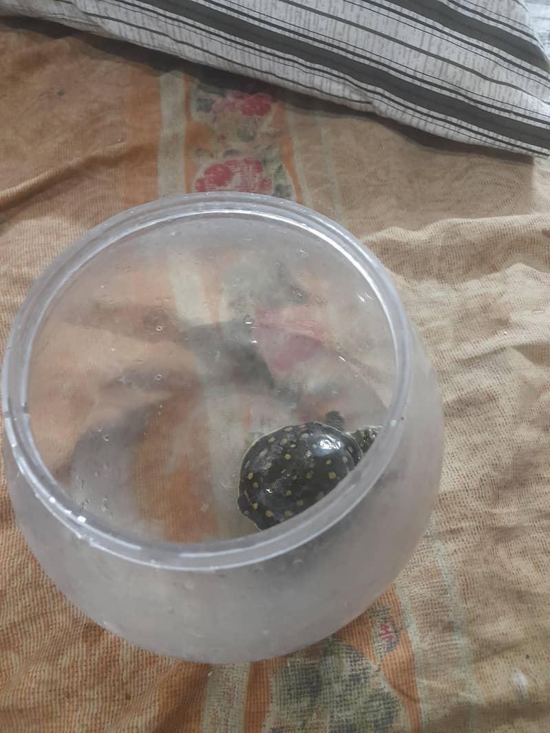 turtle 0