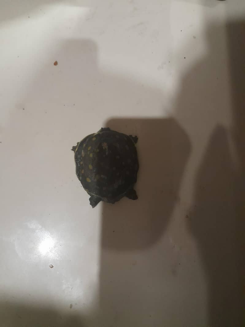 turtle 1
