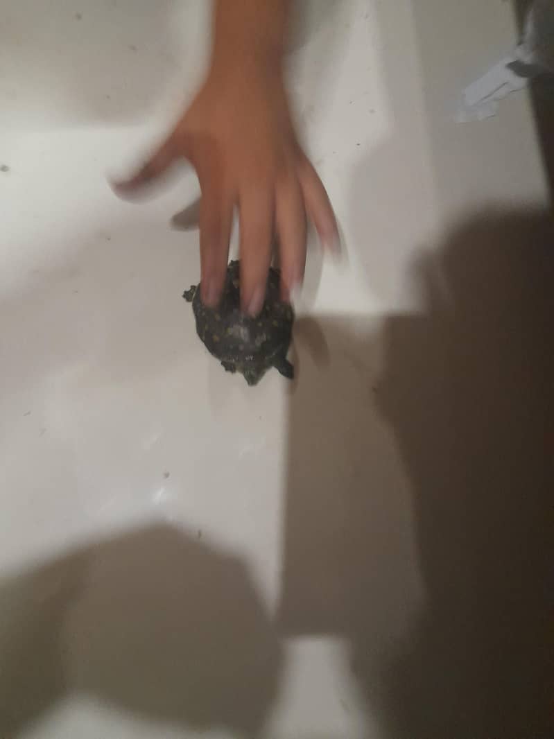 turtle 2