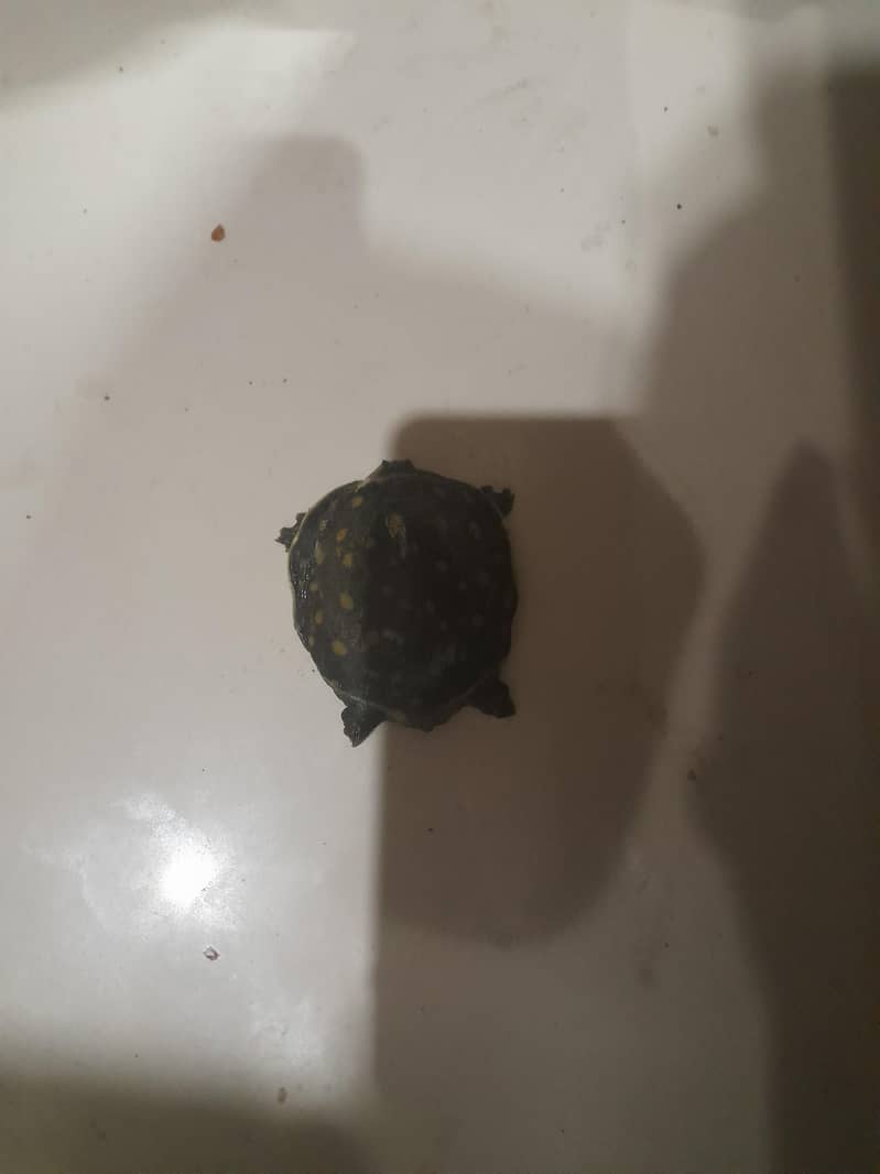 turtle 3