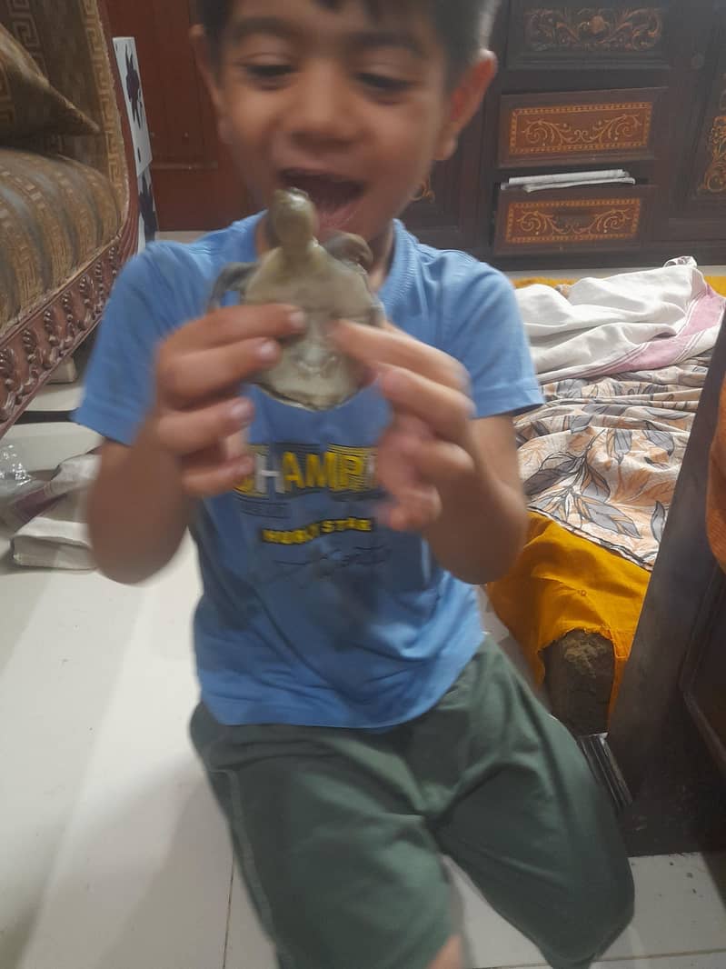 turtle 4