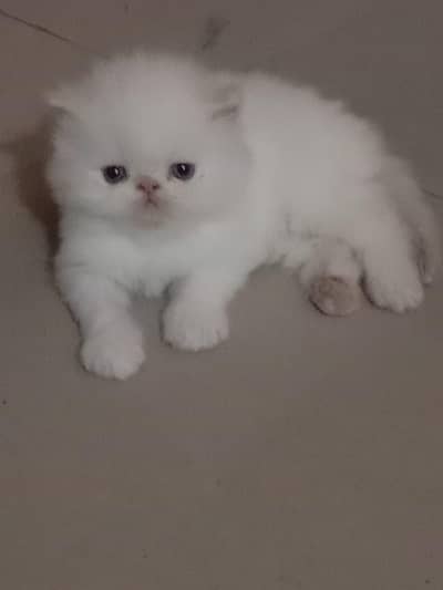 high quality Piky persian kittens