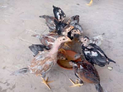 Aseel chicks for sale