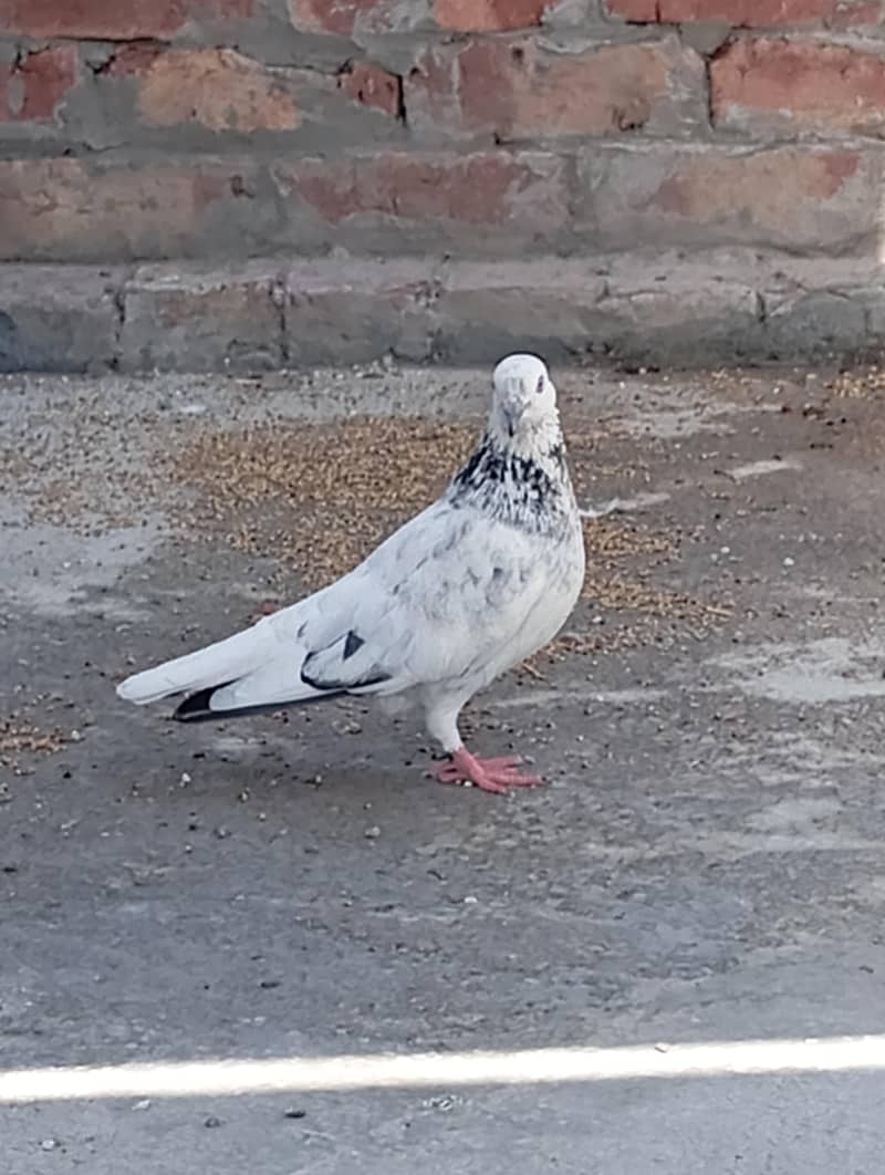 kabootar 1