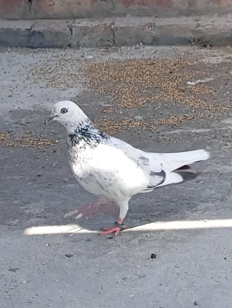 kabootar 2