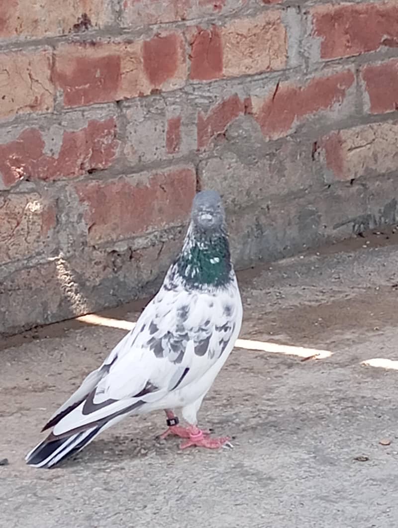 kabootar 3