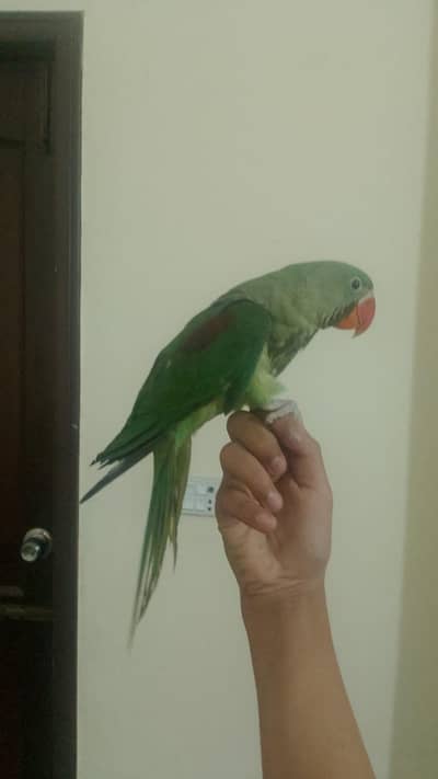 talking raw Parrot looking for new home/jumbo size