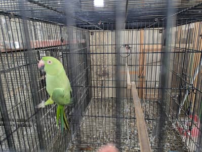 Ringneck breeder Female looking for new shelter