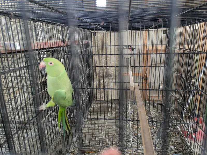 Ringneck breeder Female looking for new shelter