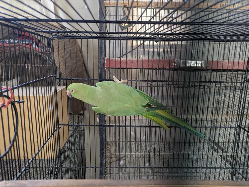 Ringneck breeder Female looking for new shelter — photo 2