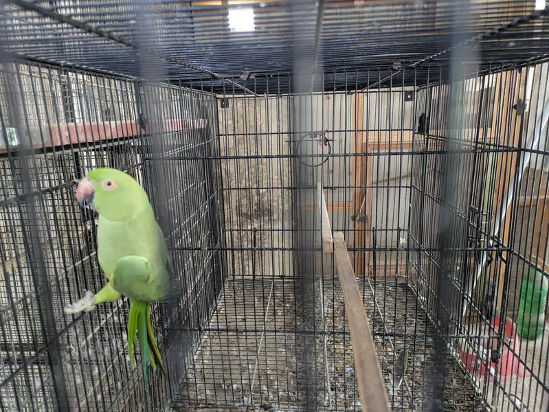 Ringneck breeder Female looking for new shelter — photo 3