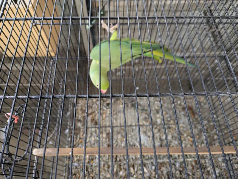 Ringneck breeder Female looking for new shelter — photo 4