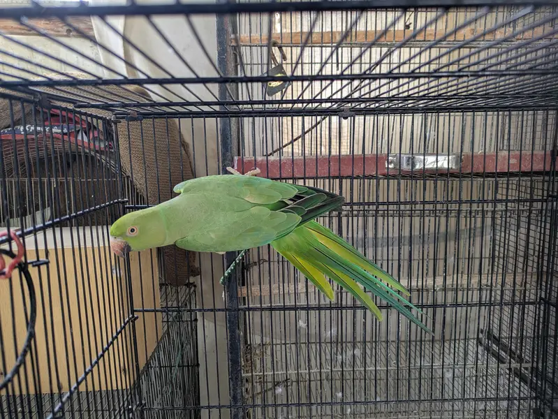 Ringneck breeder Female looking for new shelter — photo 5