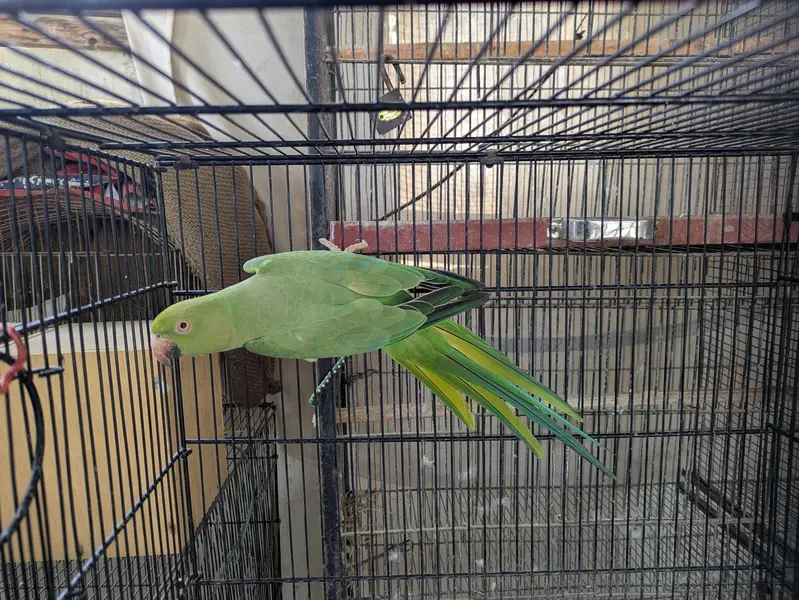 Ringneck breeder Female looking for new shelter — photo 6
