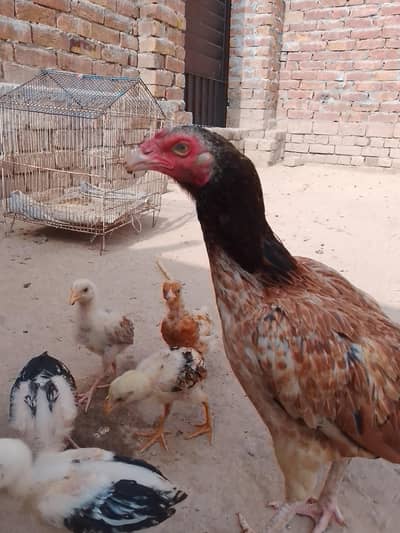 BREADER MIANWALI ASEEL