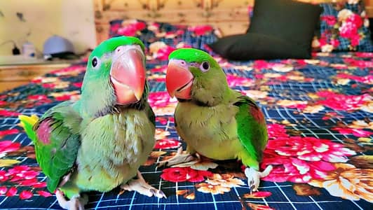 Healthy and Active Alexandrine (Raw) Baby Parrots For Sale