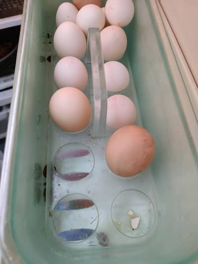 Desi Eggs