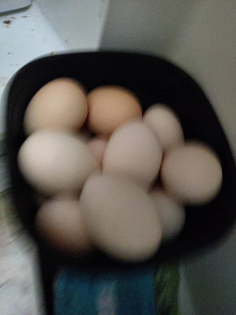 Desi Eggs 1
