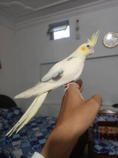 cockatiel