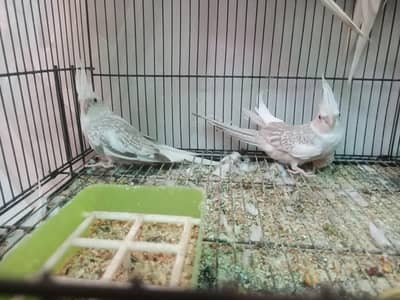 cockatiel