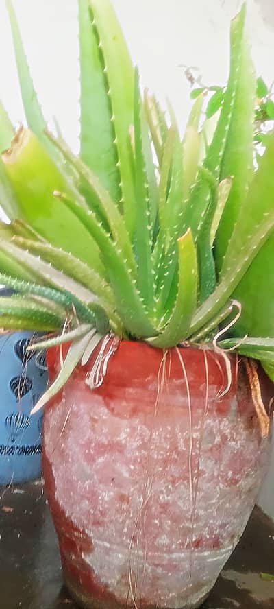 Mega Aloe Vera Plant Pot More than 10 Plants inside Urgent Sale