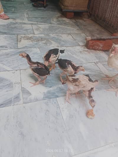 Aseel chick for sale