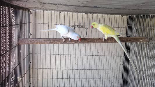 Dilute Ringneck Pairs
