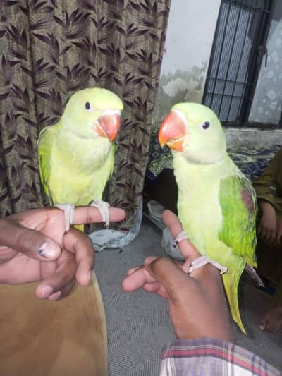  Premium Hand-Tame Raw Parrot Pair (Male & Female)