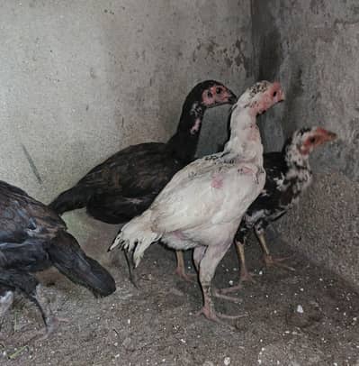 Aseel Mushky and cheeny Chuzy han home breed Whatsapp 03410011102