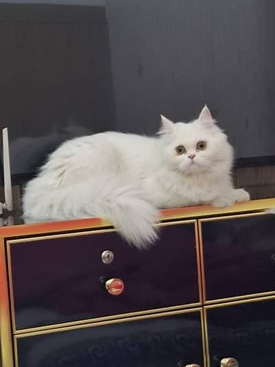 urgent sale
