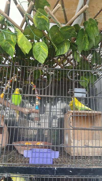parrot Austrian