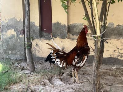Pure Aseel kurak Hens Pair