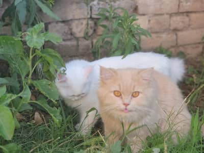 3 persian kittens for sale