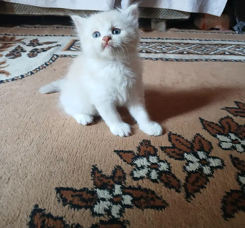 persian punch face triple coated kittens — photo 3