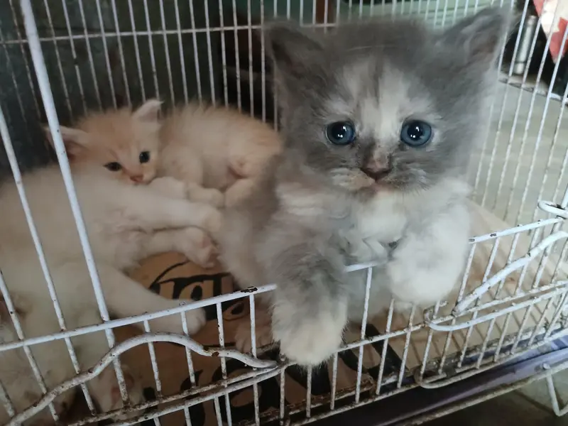 persian punch face triple coated kittens — photo 4