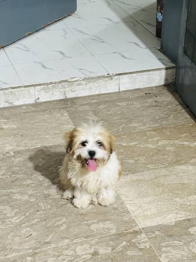 Shihtzu Dog female white brown