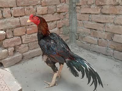 Aseel Lassani murgha urgent for sale  03052593845