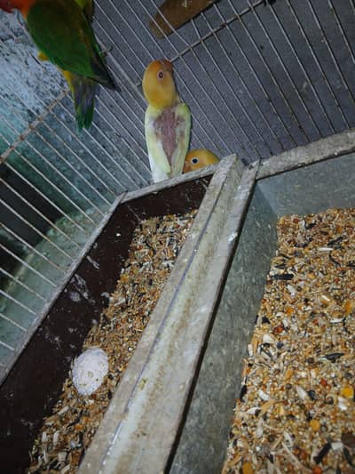 lovebird chicks