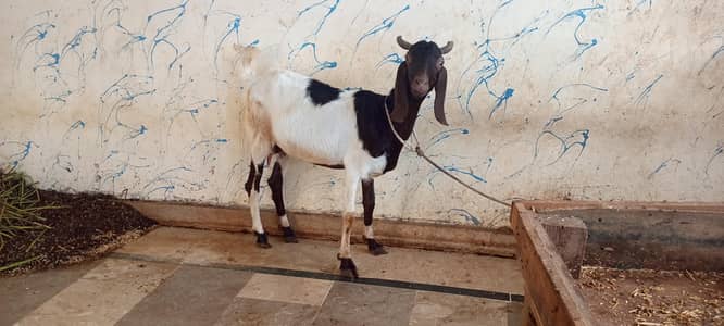 goat sale