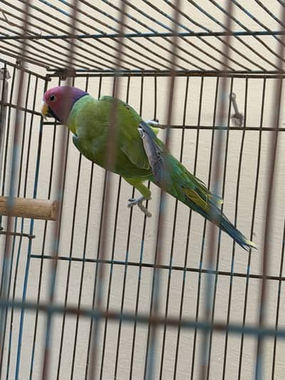 Plum headed parrots