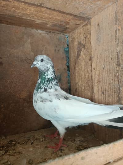 Rampoori male aur sialkoti chhat wali female for sale