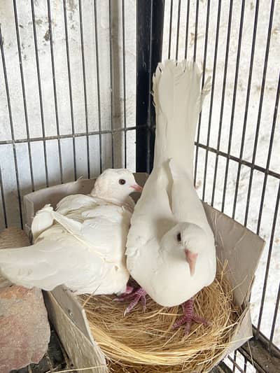 Khumray Breeder Pair