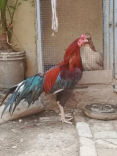 Aseel murgha for sale