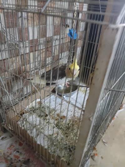 Cocktail single bird for sale