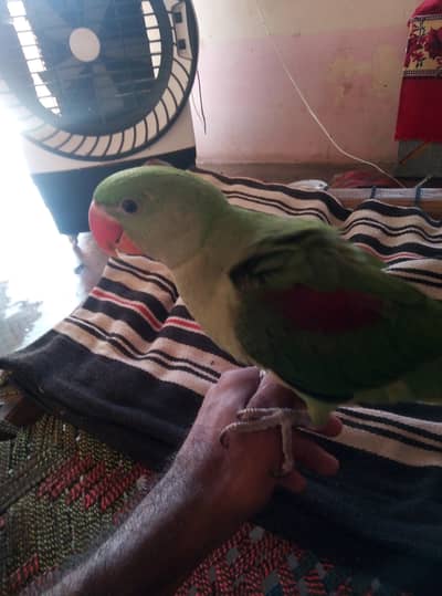 raw baby parrot  no 0307 2433373 WhatsApp