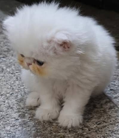 Peaky Face kitten | Triple Coat 35 days old kitten
