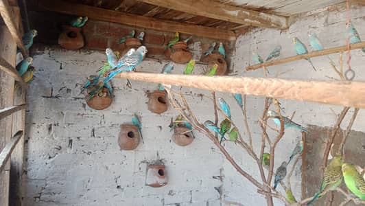 Australian Parrots
