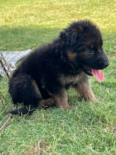 German shepherd female puppy