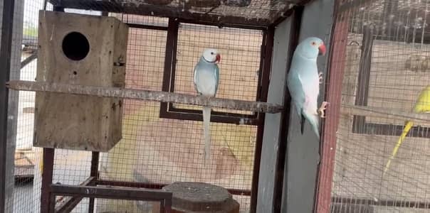 Ringneck pairs for sale